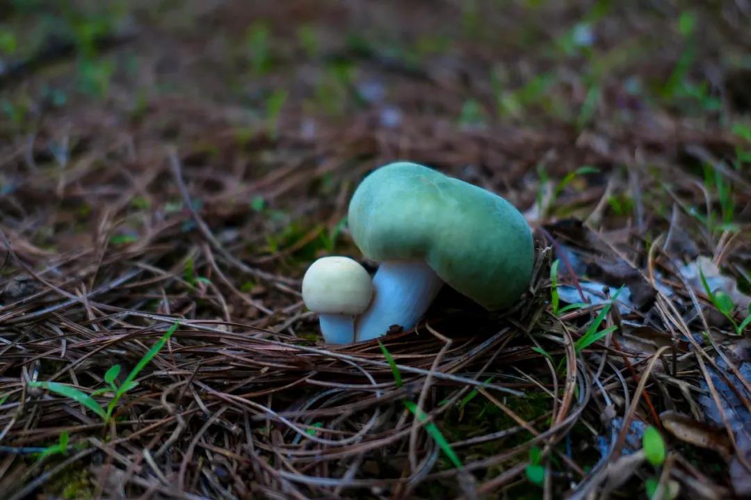 野生菌的N種吃法，沒有一朵jier能逃出云南人的餐桌