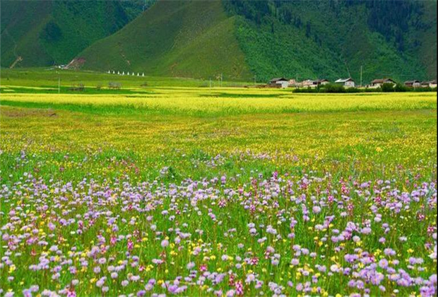 云南傳媒公司：納帕海大草原——一半是湖泊，一半是草原
