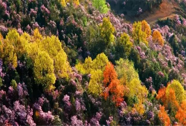 云南傳媒公司：轎子雪山即將迎來最盛花期，滿山杜鵑美哭了